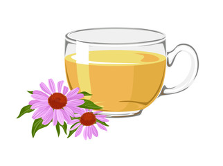 Tea with echinacea in a glass cup isolated on white background. Vector illustration of healing immunomodulatory drink, purple flowers and green leaves in cartoon flat style.