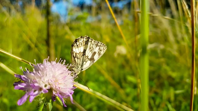 Close up shot of a Melanargia Galathea nectaring on a scabious flower, slightly moving in the wind, with a field in the background, on a sunny day
