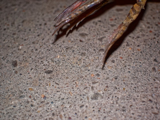 frogs jump across the road at night in spring, Russia.