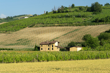 Vineyards of Oltrepo Pavese at spring