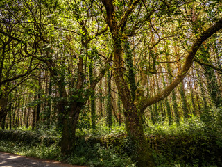 Fototapeta premium Forest landscape in Arts, A coruna, Spain. Trees and benches with sun light and shadows.
