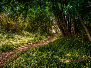 Forest landscape in Arts, A coruna, Spain. Trees and benches with sun light and shadows.