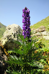 Eisenhut (Aconitum)