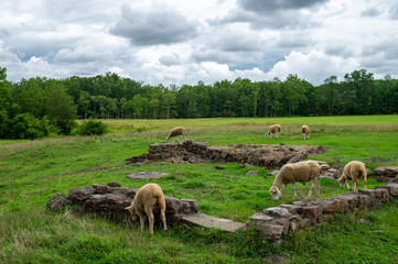 Fototapeta premium Sheep in the Pasture