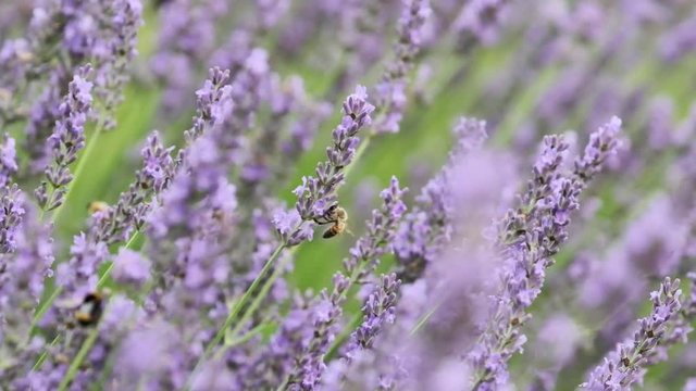Biene an Lavendel in slow motion