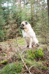 Obraz premium pug model in the forest
