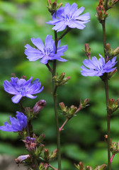 Fototapeta na wymiar Gemeine oder Gewöhnliche Wegwarte (Cichorium intybus) Zichorie, Pflanze mit blauen Blüten