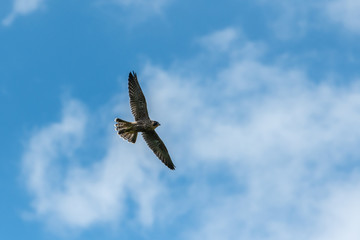 An immature peregrine falcon in flight on a sunny day in summer