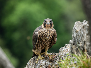An immature peregrine falcon sitting on a rock