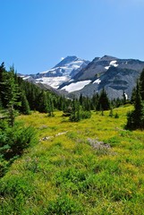 Obraz premium Mt. Hood summit with wildflowers 9