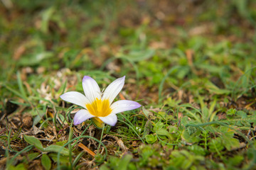Closeup of a small flower in spring