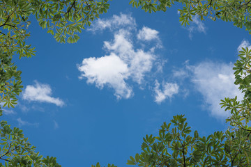 Fresh and green leaves with blue clouds sky, Natural backgrounds.