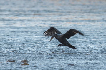 pajaro pescando en el rio