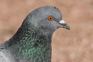 retrato de una paloma