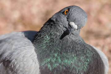 retrato de una paloma