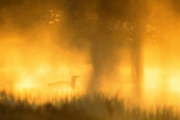 Fototapeta premium Red throated Loon in dawn