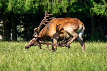 Red deer, Cervus elaphus in a german nature park