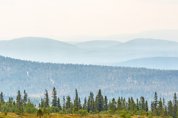 Old woodland view with mist in rolling landscape