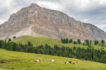 Fototapeta premium Alp cows resting on a meadow at a rock face