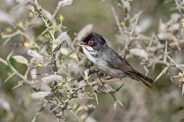 Samtkopf-Grasmücke (Sylvia melanocephala) - Sardinian warbler