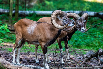 European mouflon, Ovis orientalis musimon. Wildlife animal.