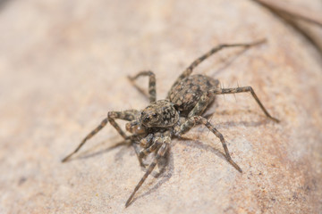 araña marron