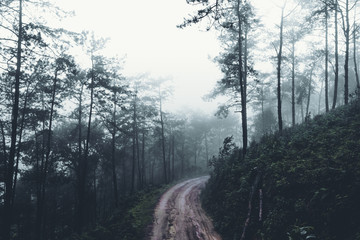 In the mist and rain forest, darkness