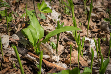 Wild garlic and lily of the valley growing together