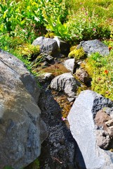 mountain stream in Mt. Hood Wilderness