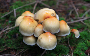 Mushroom Family in the forest