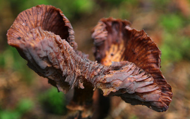 Old Rotton Mushroom in the Forest Close up shot 