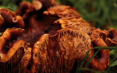 old Rotten mushroom in the Forest