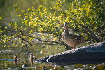duck family on the pond