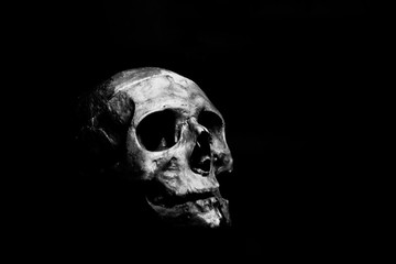 skull on black - obrazy, fototapety, plakaty