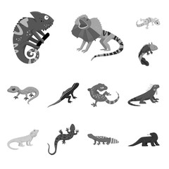Vector illustration of wild and exotic icon. Set of wild and fauna stock symbol for web.