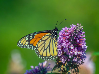 monarch butterfly,Danaus plexippus,
