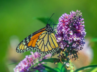 monarch butterfly,Danaus plexippus,