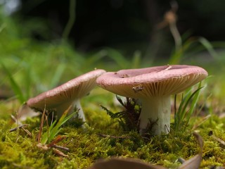 チギレハツのアップ