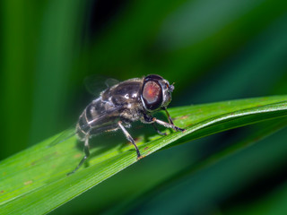 housefly,Musca domestica