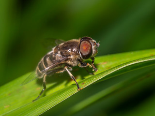 housefly,Musca domestica