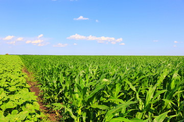 Green field with young corn