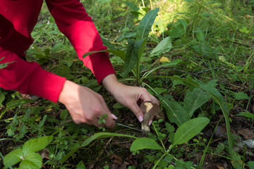 Fototapeta premium A girl cut a found mushroom. The knife and birch mushroom she hold in hands.