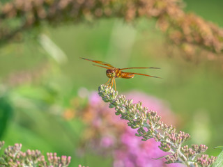 Dragonfly in garden