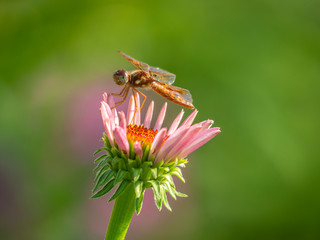 Dragonfly in garden