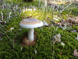 フクロツルタケ