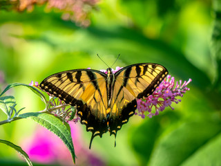 Papilio glaucus, eastern tiger swallowtail,