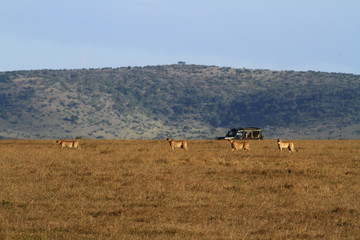 Four cheetah Acinonyx jubatus in a line, side view Masai Mara Reserve savannah grassland with tourist safari jeep vehicle. Blue sky landscape in distance. Kenya Africa hunting for vulnerable prey