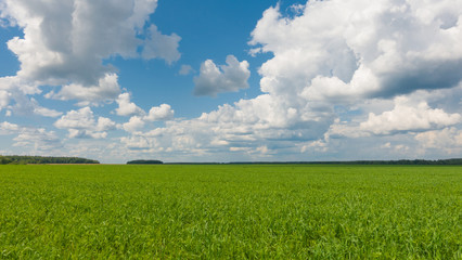Beautiful landscape, sky and green fresh grass. Grass and sky at beautiful day.