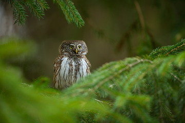 Glaucidium passerinum. It is the smallest owl in Europe. It occurs mainly in northern Europe. But also in Central and Southern Europe. In some mountain areas. Photographed in the Czech Republic. Wild 