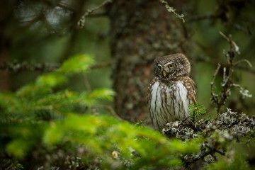 Glaucidium passerinum. It is the smallest owl in Europe. It occurs mainly in northern Europe. But also in Central and Southern Europe. In some mountain areas. Photographed in the Czech Republic. Wild 